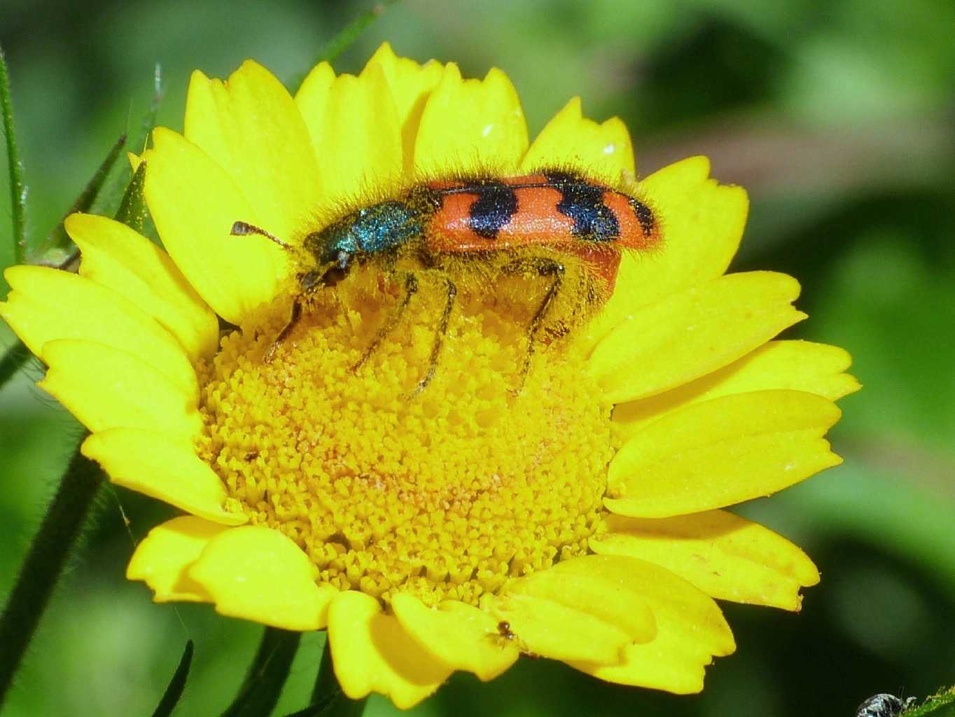 Trichodes alvearius in deposizione?